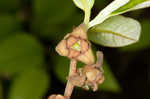 Smallflower pawpaw